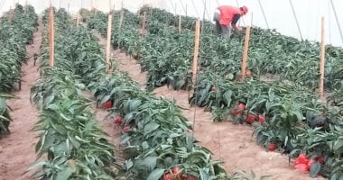 تمويل الزراعة الصغيرة يحقق قفزة نوعية مع استفادة 619 ألف عميل بقيمة 14.4 مليار جنيه
